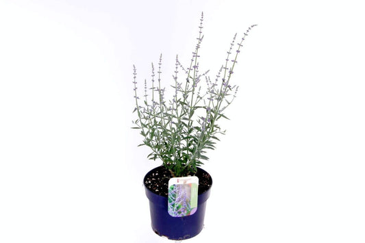 Perovskia Prime Time 55cm 17cm Pot