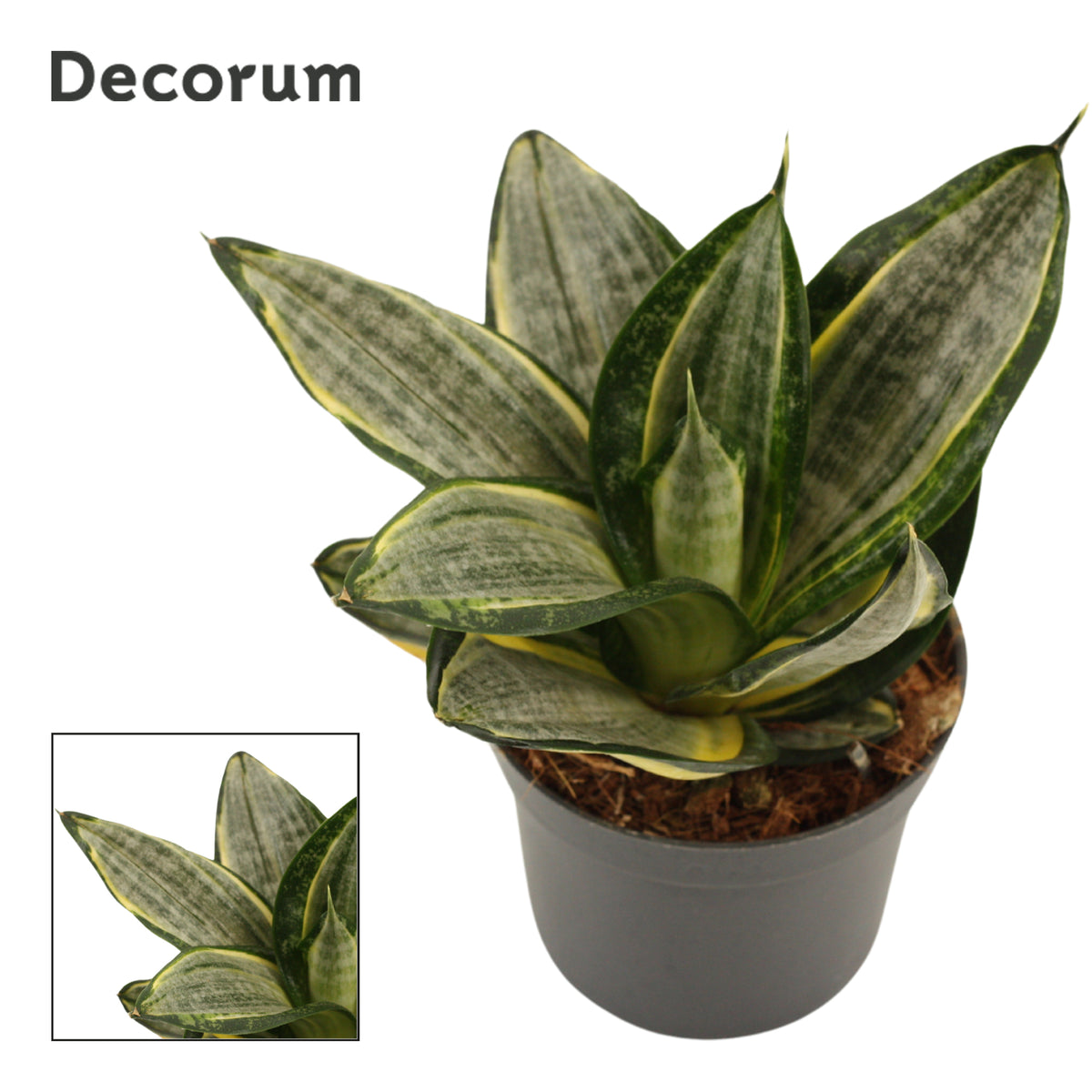 Sansevieria Hahnii 16cm 9cm Pot