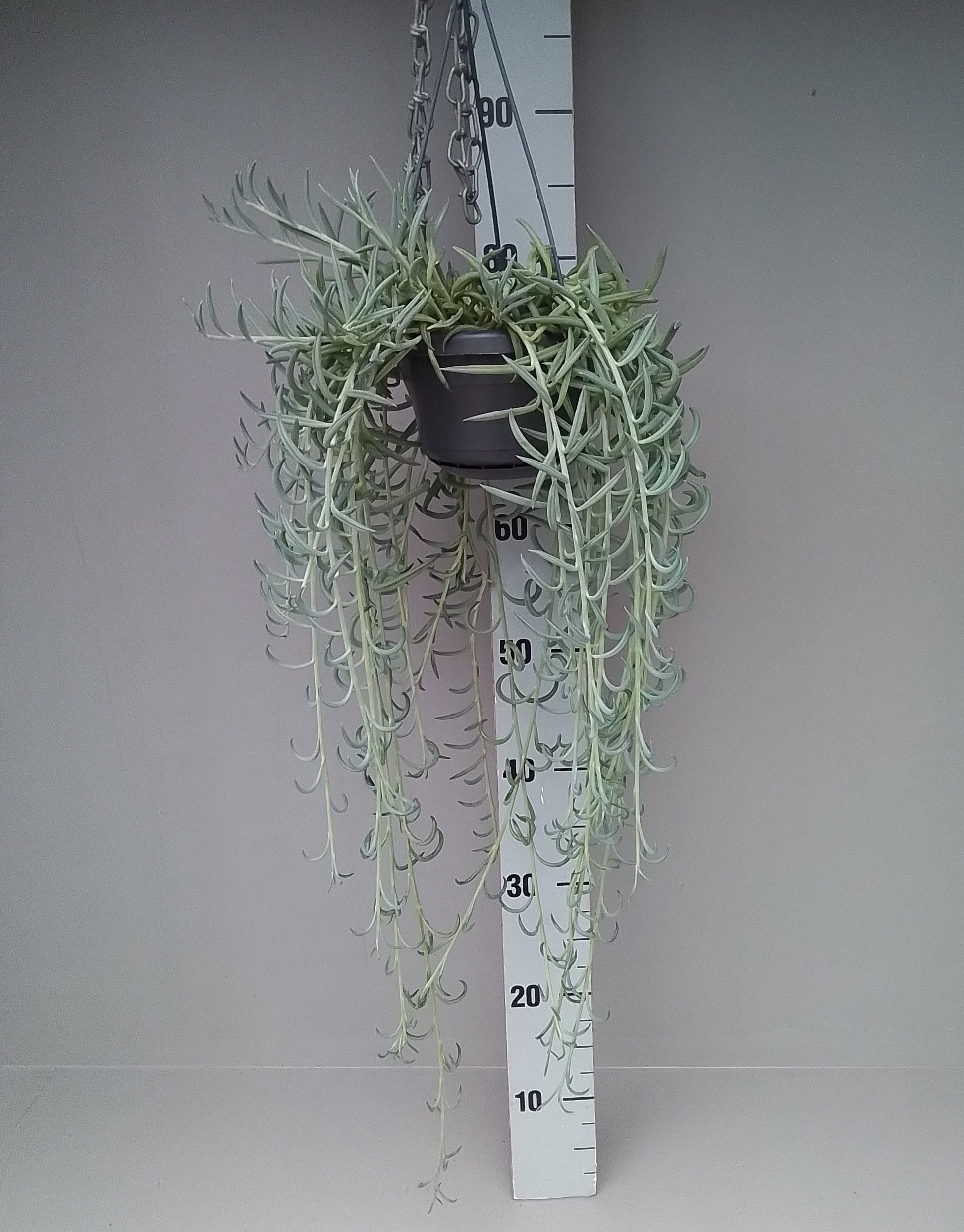 Senecio candidans 20cm 14cm Pot