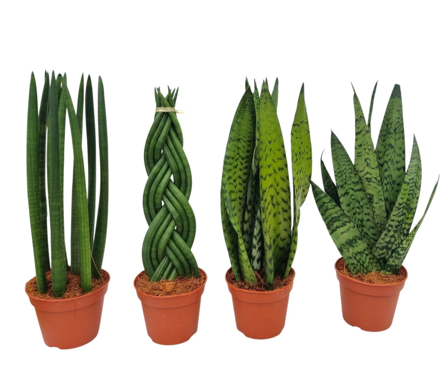 Sansevieria trifasciata 45cm 14cm Pot