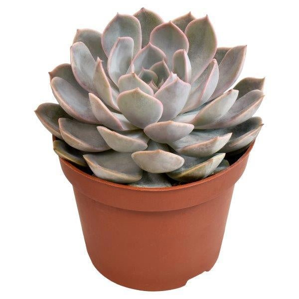 Echeveria Grande Cinza 12cm 10.5cm Pot