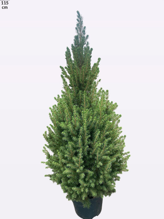 Picea gl. December 110cm 26cm Pot