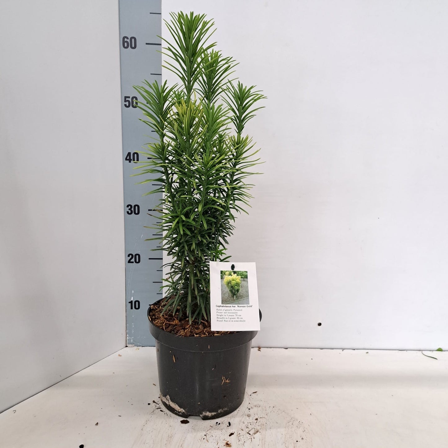 Cephalotaxus harringtonii 50cm 19cm Pot
