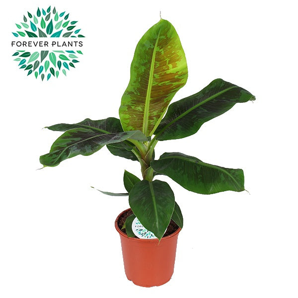 Musa Dwarf Cavendish 75cm 21cm Pot