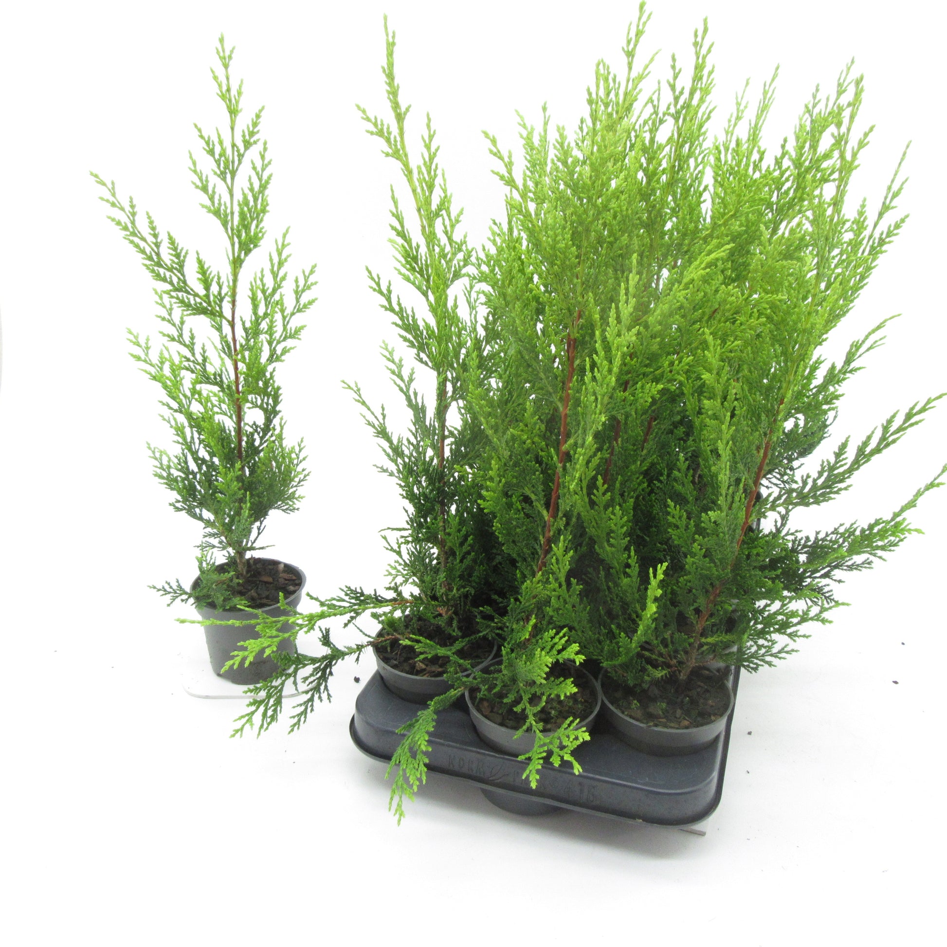 Cupressocyparis ley. Castlewellan 35cm 9cm Pot