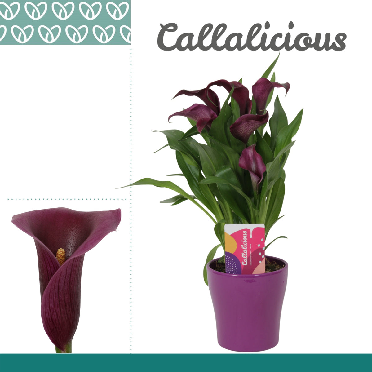 Zantedeschia Paco 35cm 12cm Pot