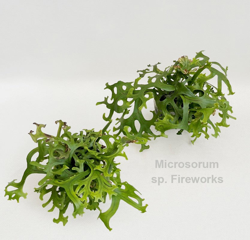 Microsorum diversifolium 12cm 7cm Pot