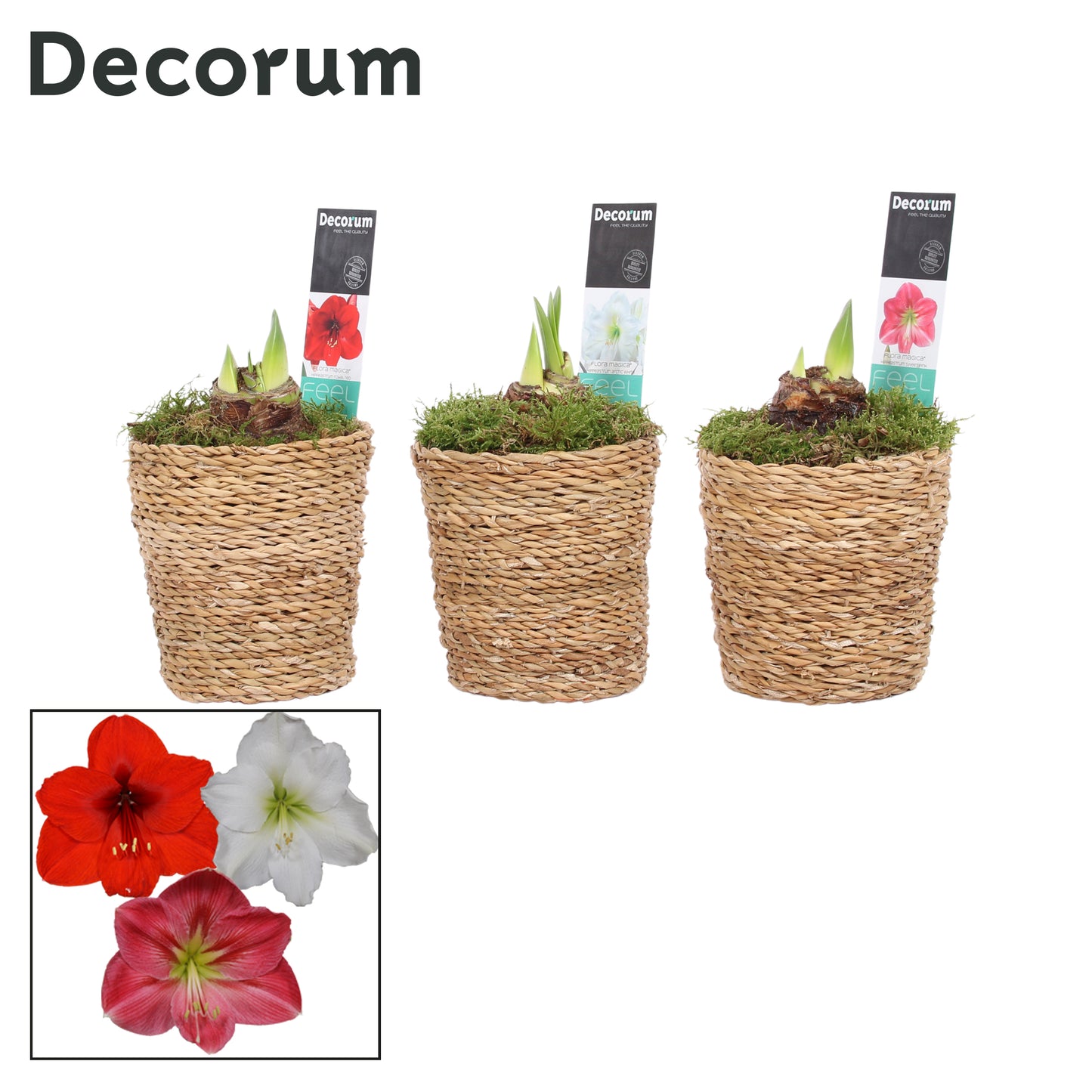 Vreugdenhil Bulbs & Plants Hippeastrum mix Pack of 6