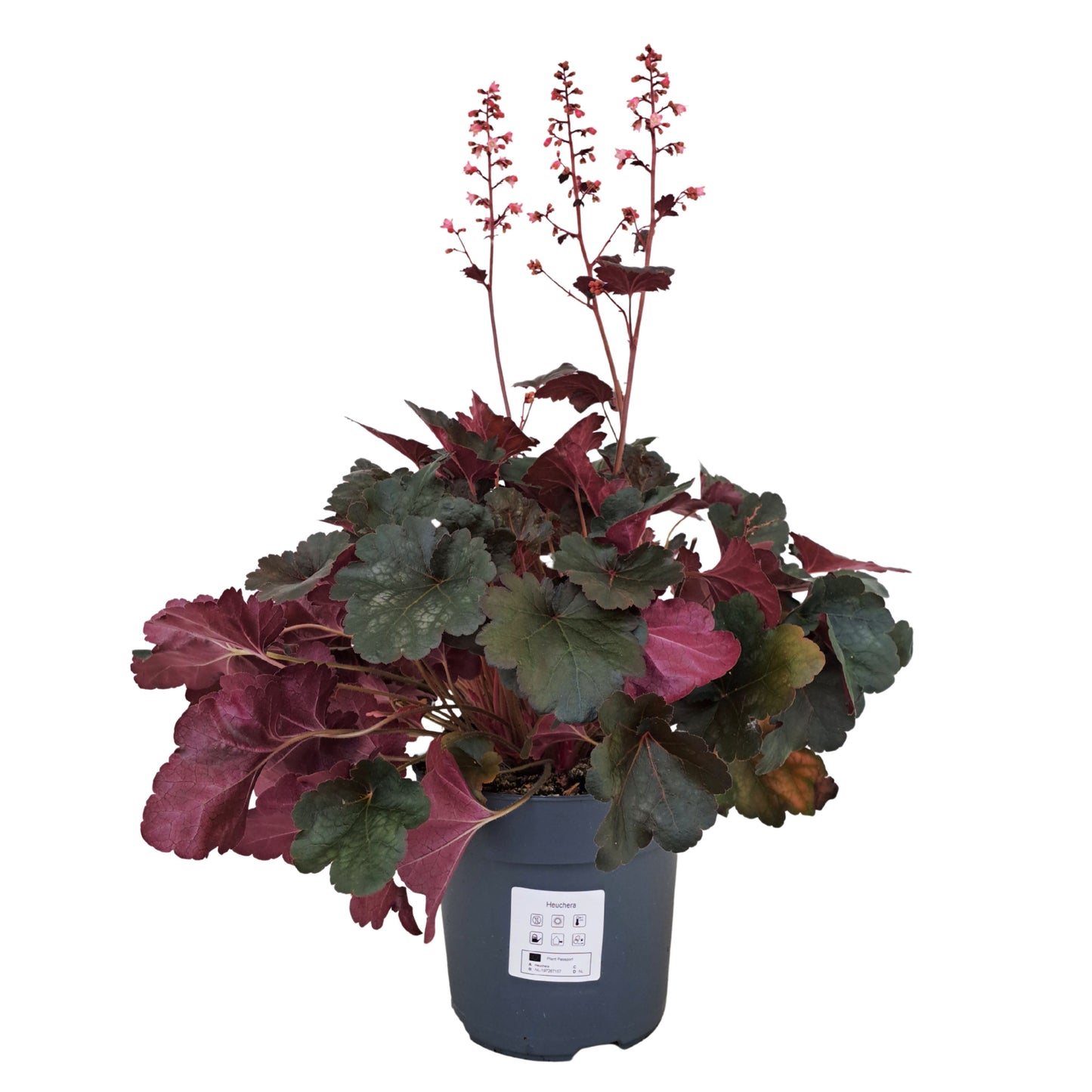 AltaNova Heuchera hybrid Pack of 6