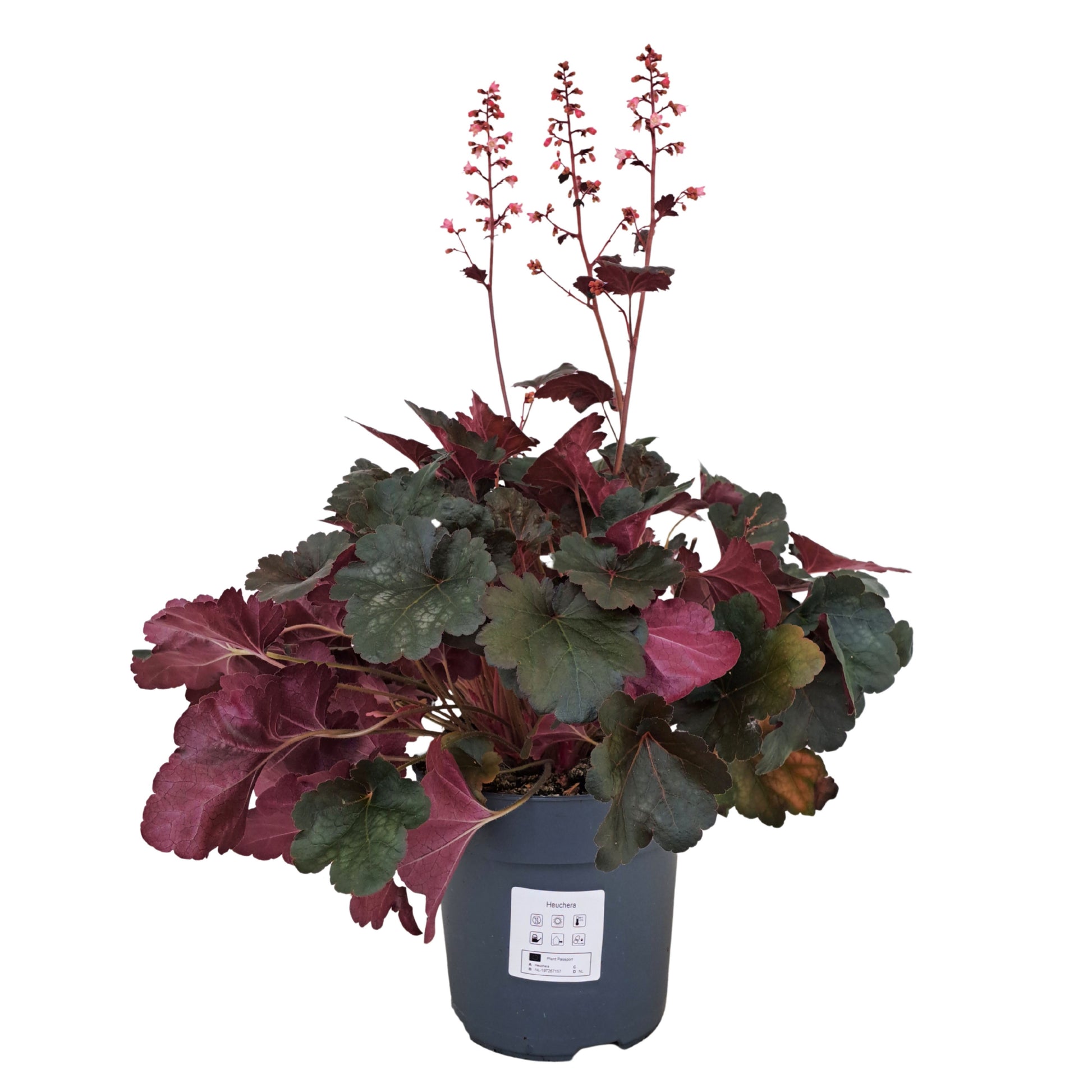 AltaNova Heuchera hybrid Pack of 6