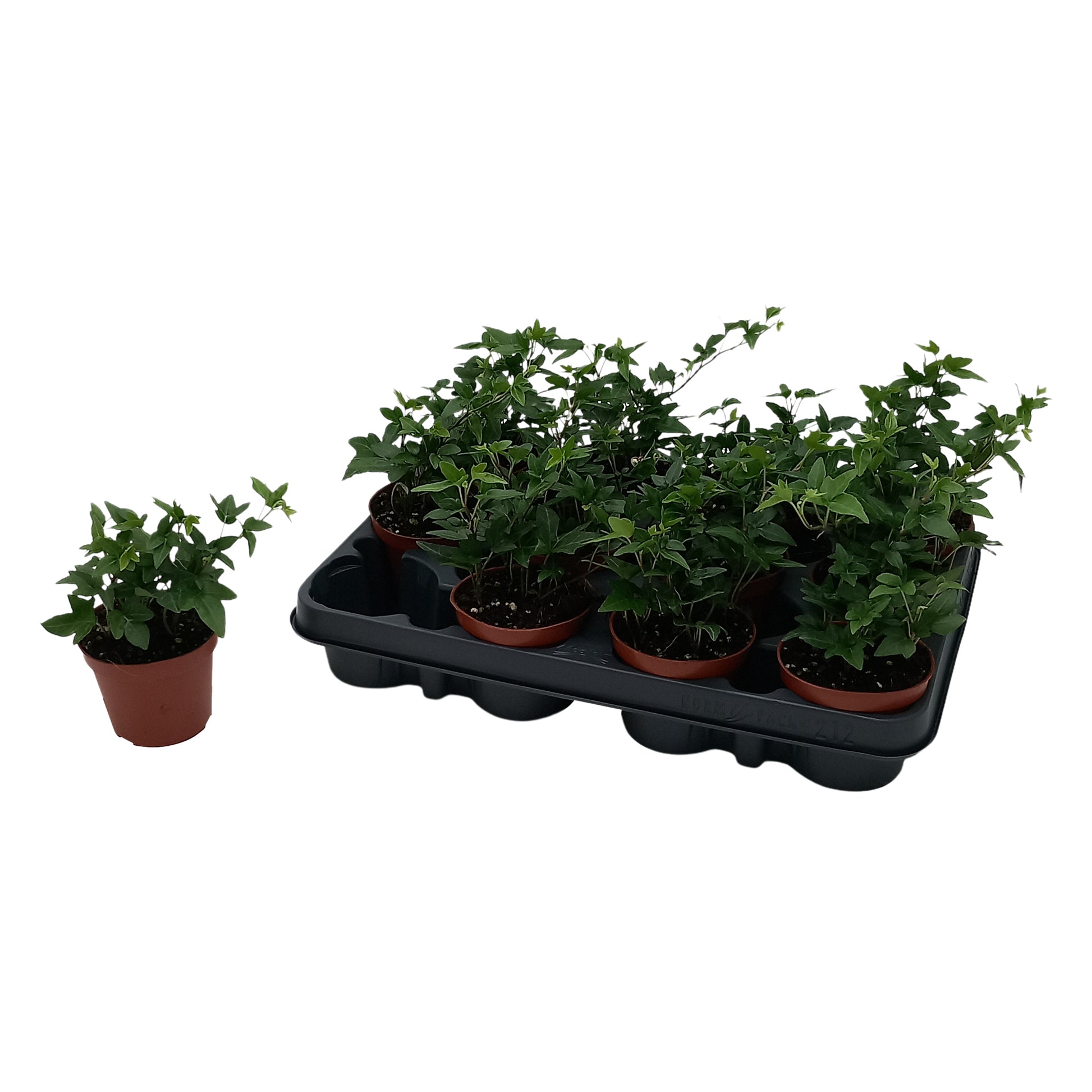 Hedera helix Shamrock Special Pot (508)