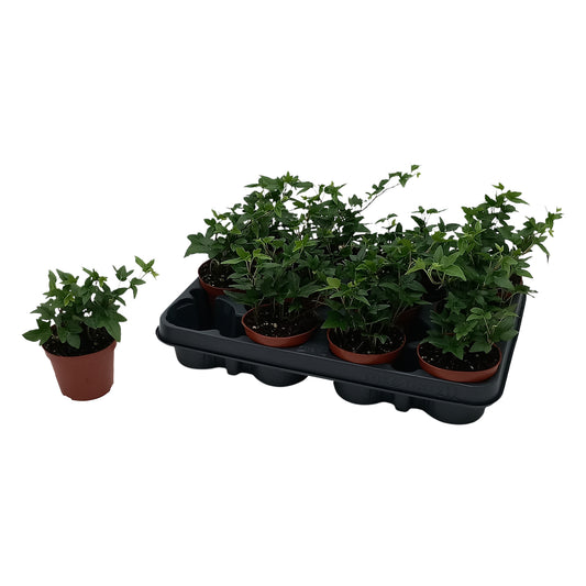 Hedera helix Shamrock Special Pot (508)