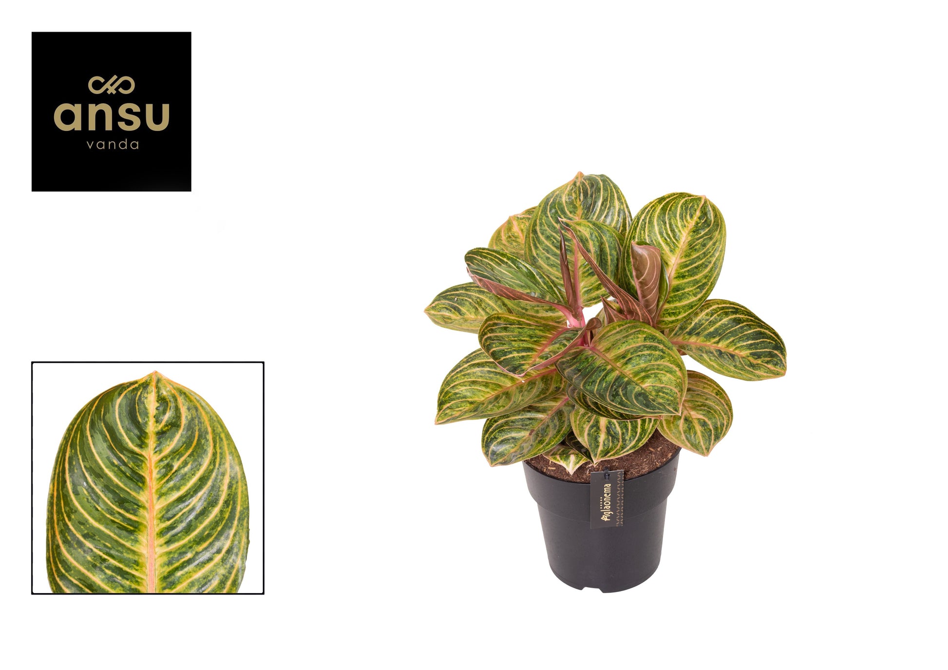 Aglaonema Golden Lipstick 50cm 19cm Pot