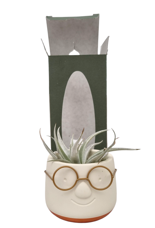 Tillandsia Golden dude 20cm 9cm Pot