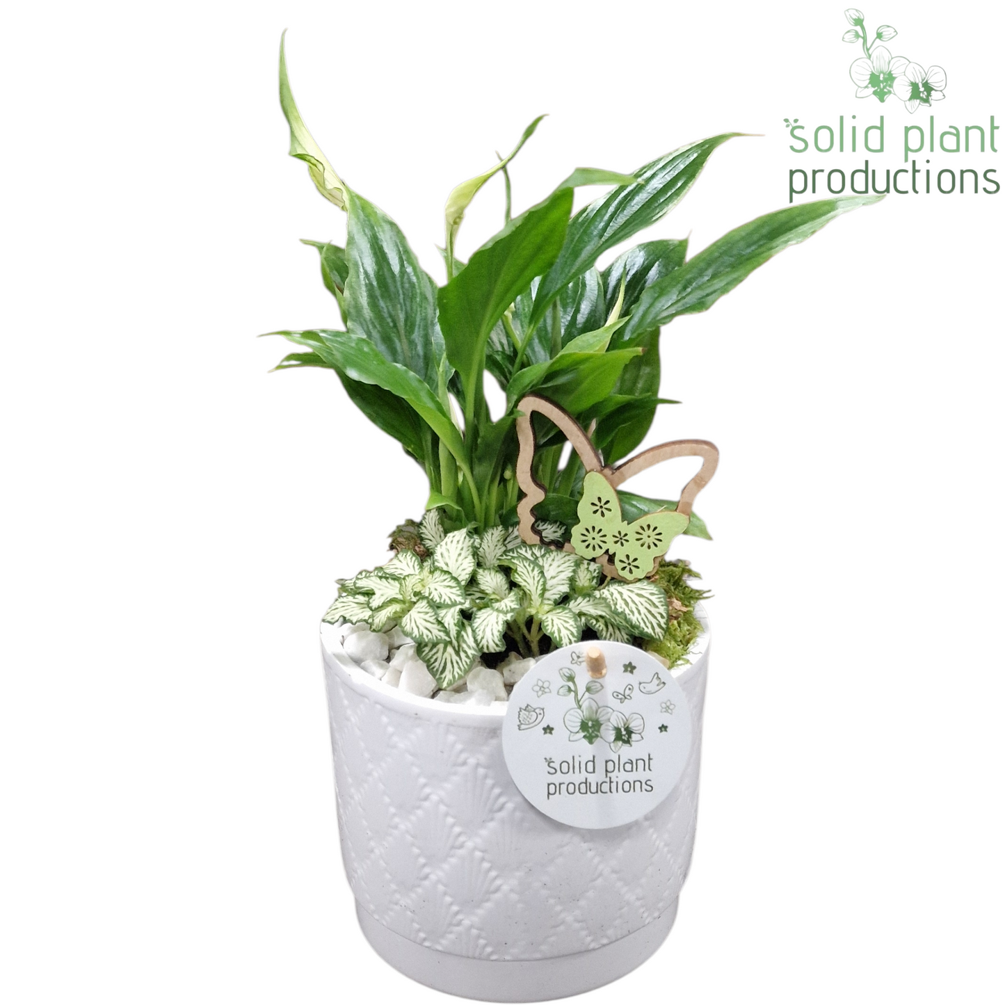 Spathiphyllum arrangement 35cm 12cm Pot