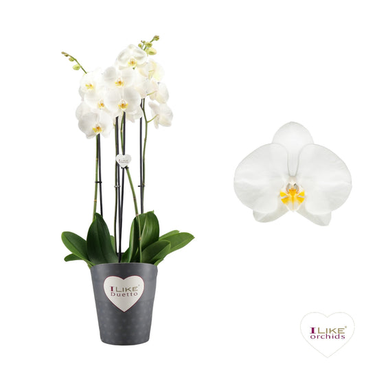 Phalaenopsis Oxford 70cm 17cm Pot