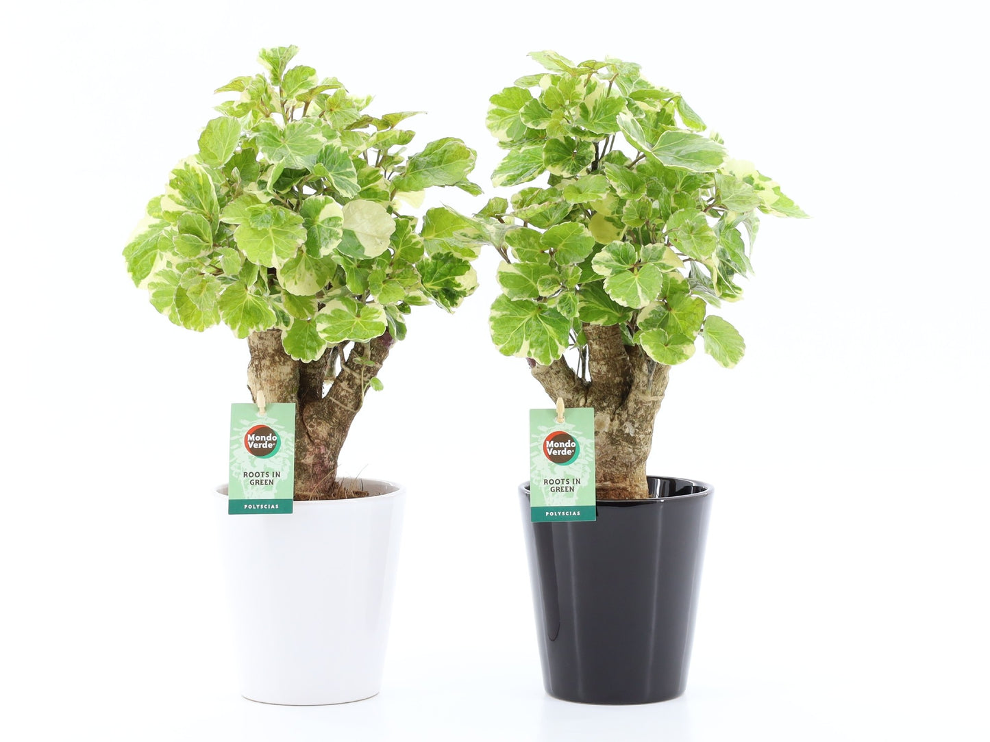 Polyscias scut. Balfourii 40cm 13cm Pot