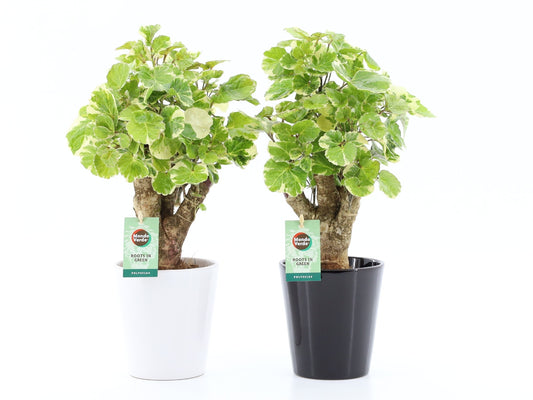 Polyscias scut. Balfourii 40cm 13cm Pot