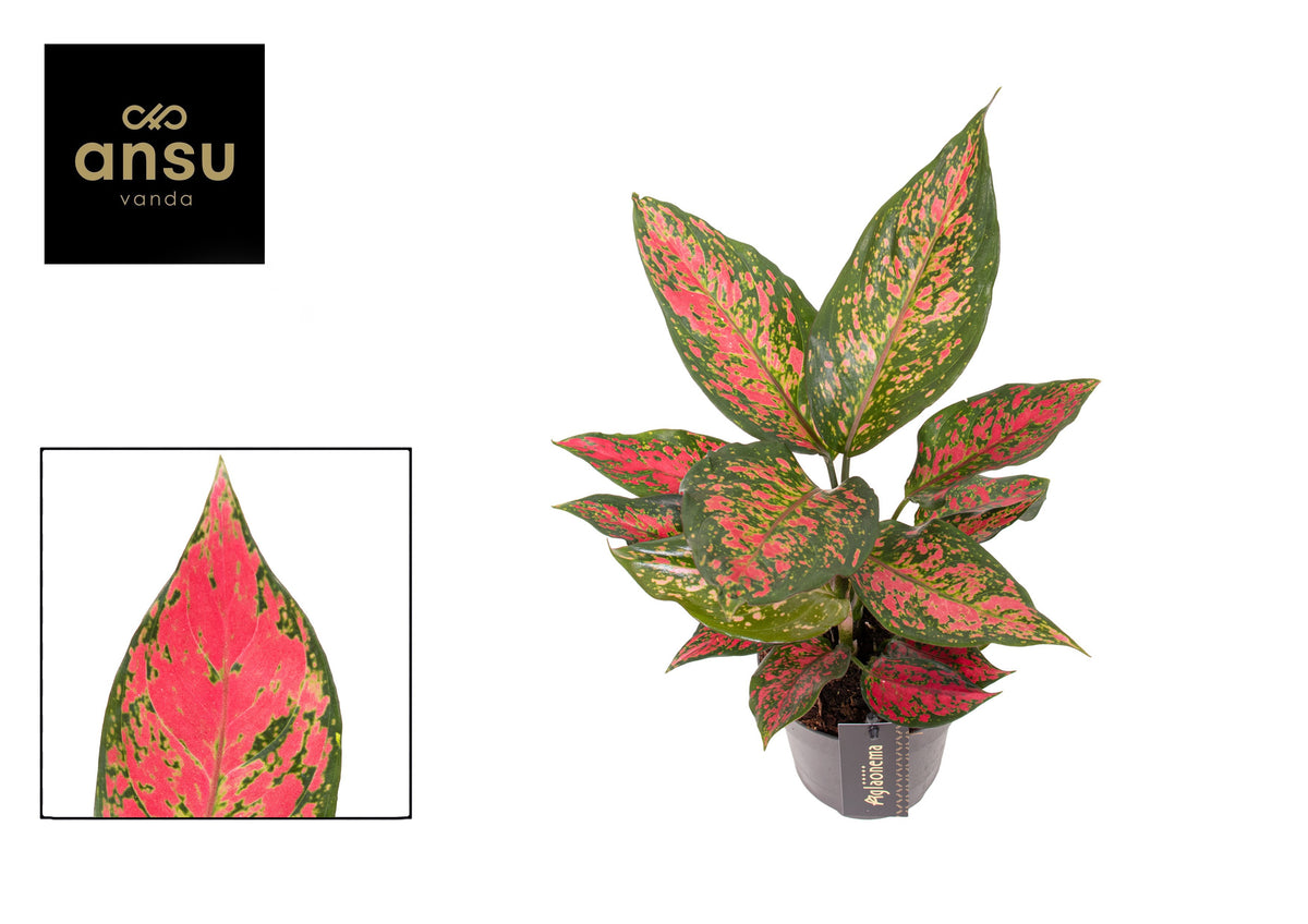 Aglaonema Spring Red 30cm 12cm Pot