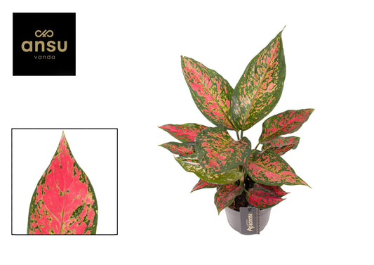 Aglaonema Spring Red 30cm 12cm Pot
