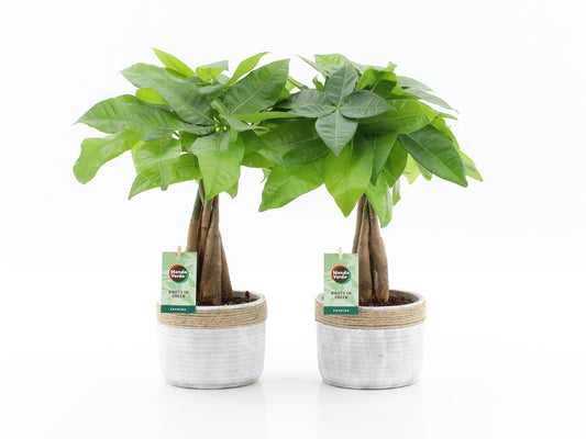 Pachira aquatica 50cm 13cm Pot