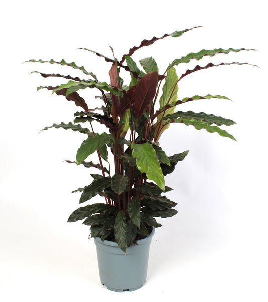 Calathea Rufibarba 85cm 21cm Pot