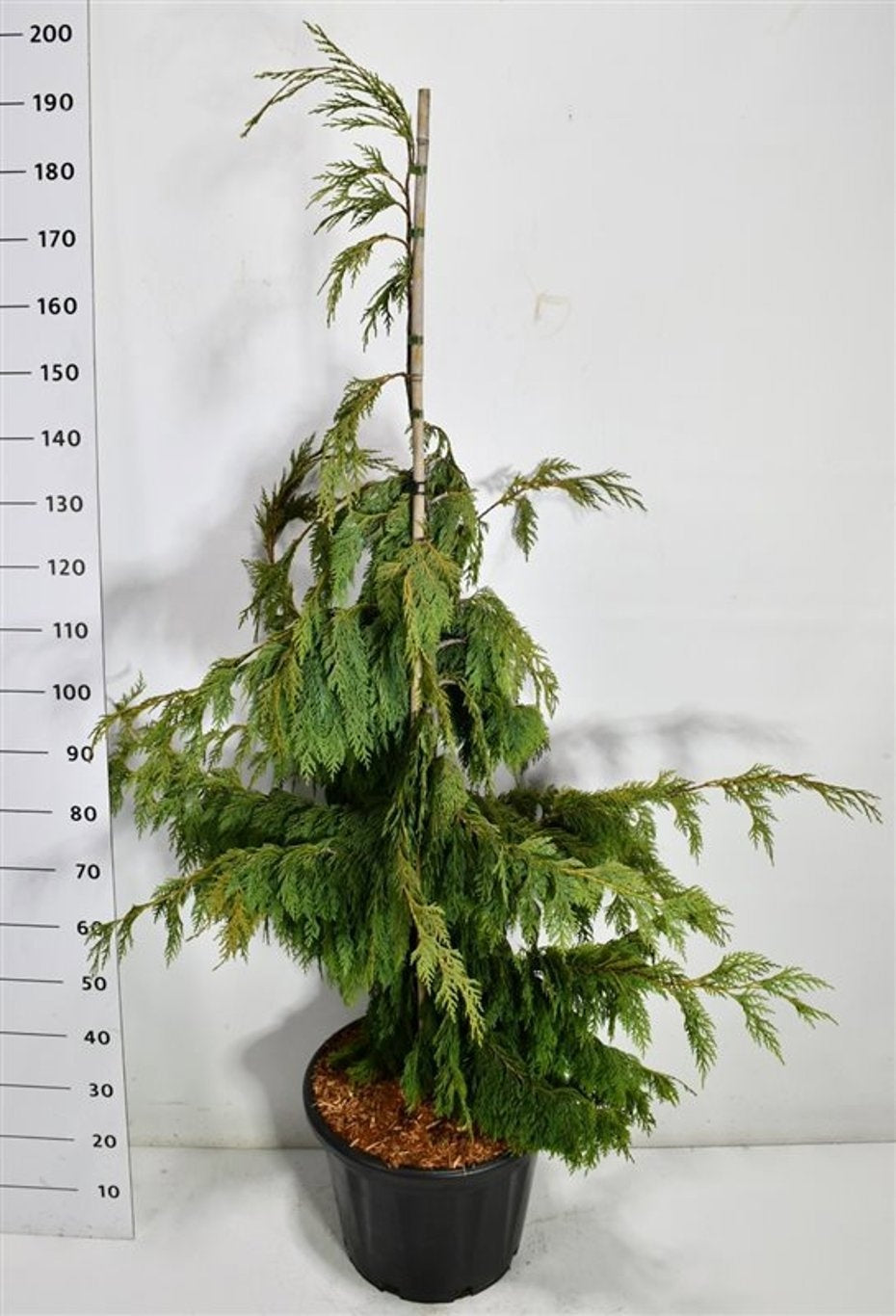 Chamaecyparis nootkatensis Pendula 180cm 40cm Pot
