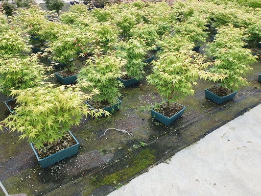 Acer Katsura 50cm 25cm Pot