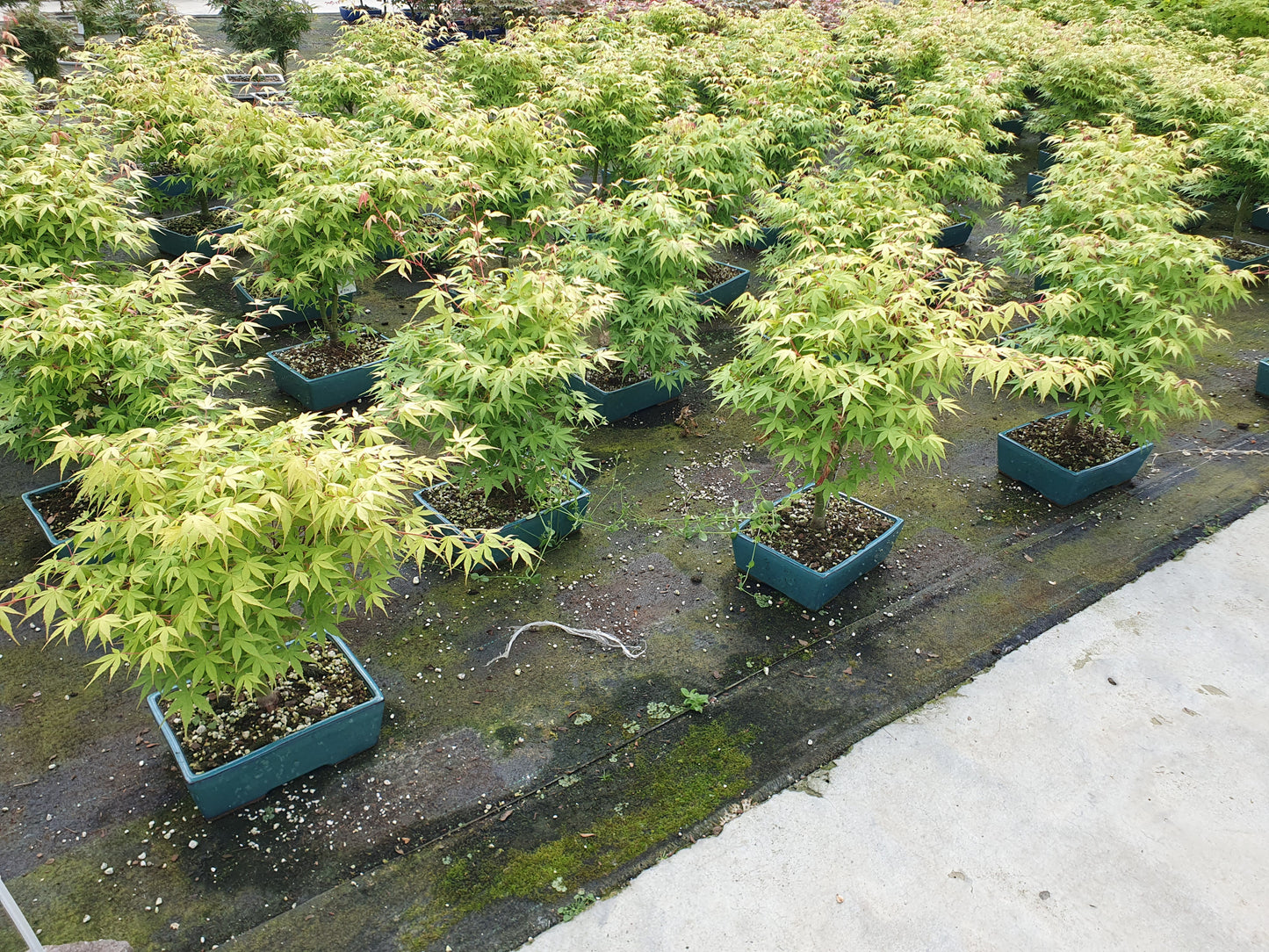 Lodder Bonsai BV Acer Katsura Pack of 2