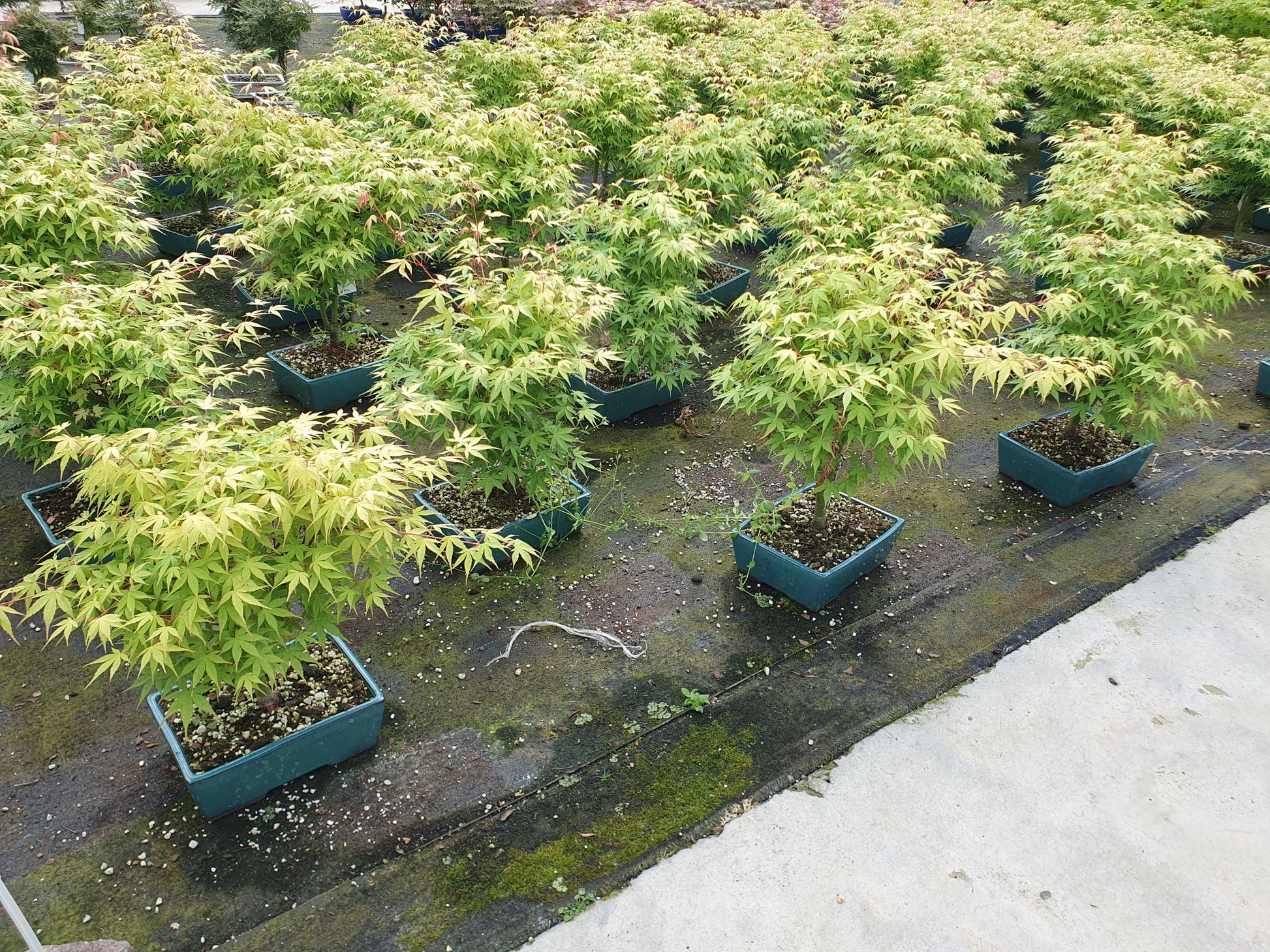 Lodder Bonsai BV Acer Katsura Pack of 2