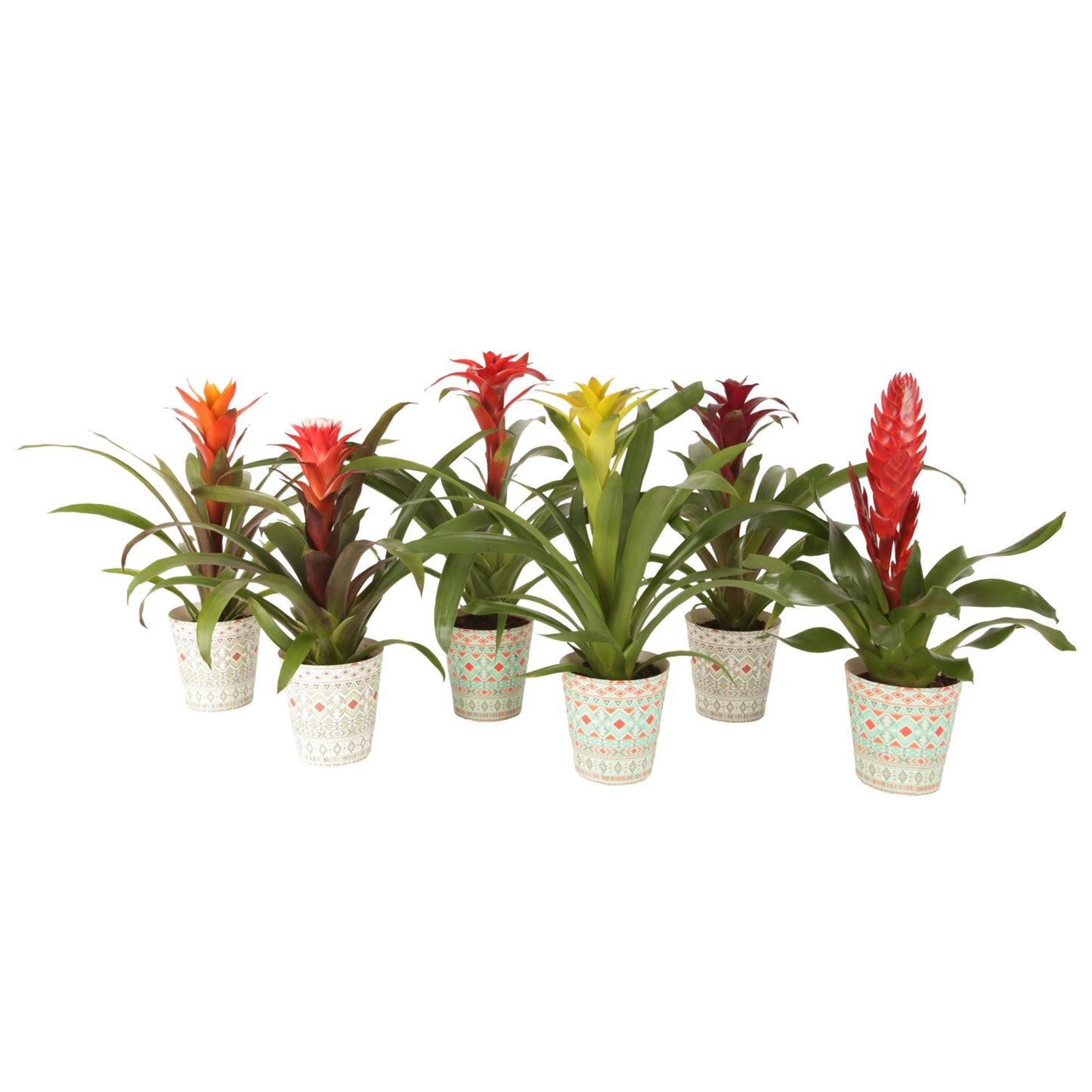 Bromelia mix 40cm 12cm Pot