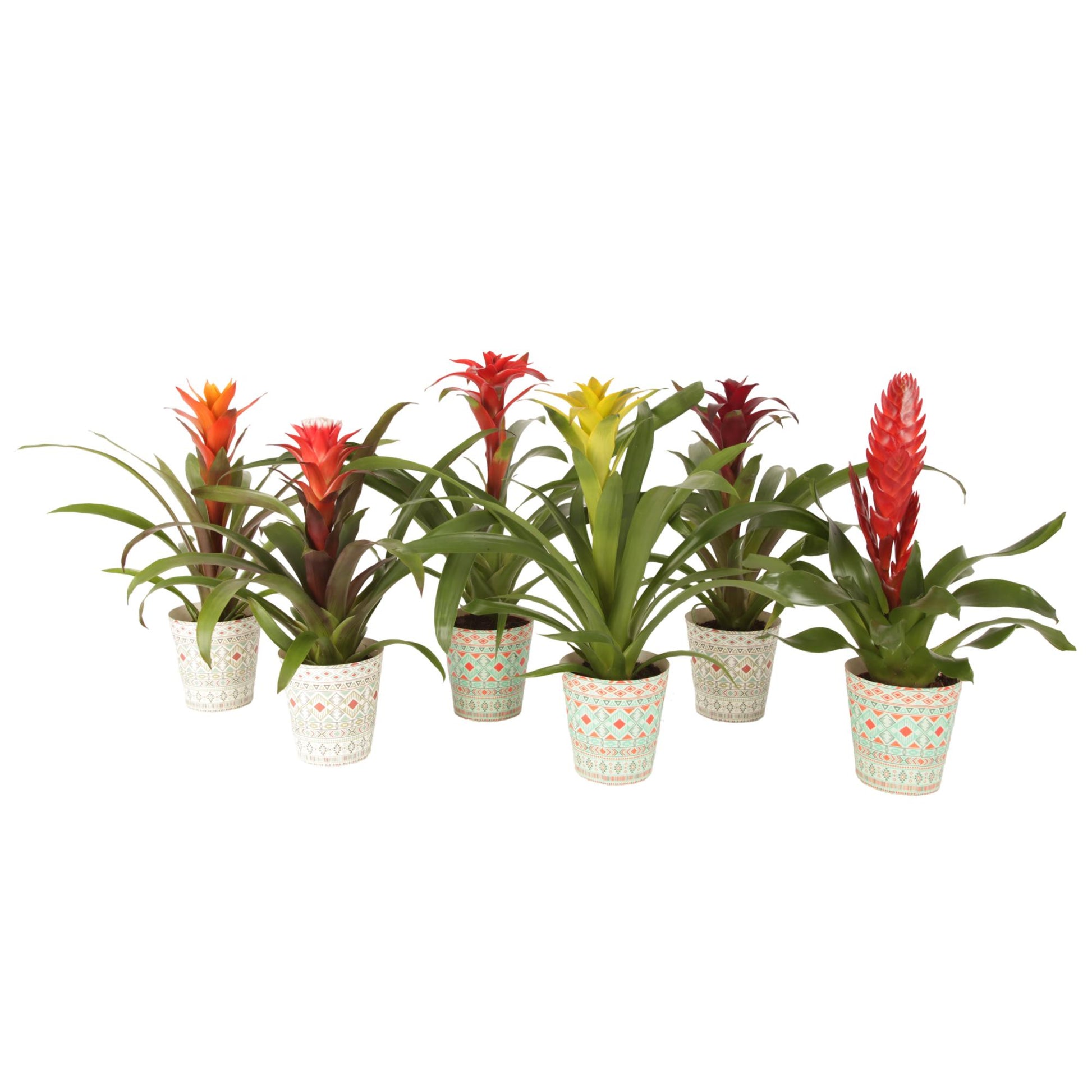 Bromelia mix 40cm 12cm Pot