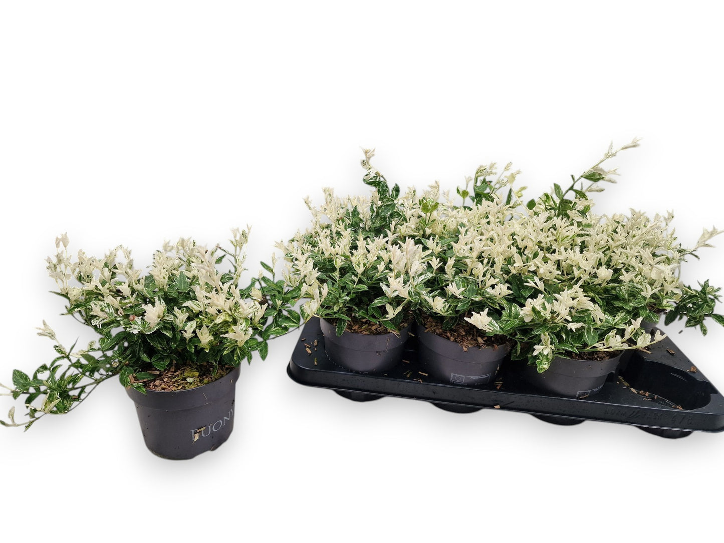 Euonymus Harlequin 30cm 13cm Pot