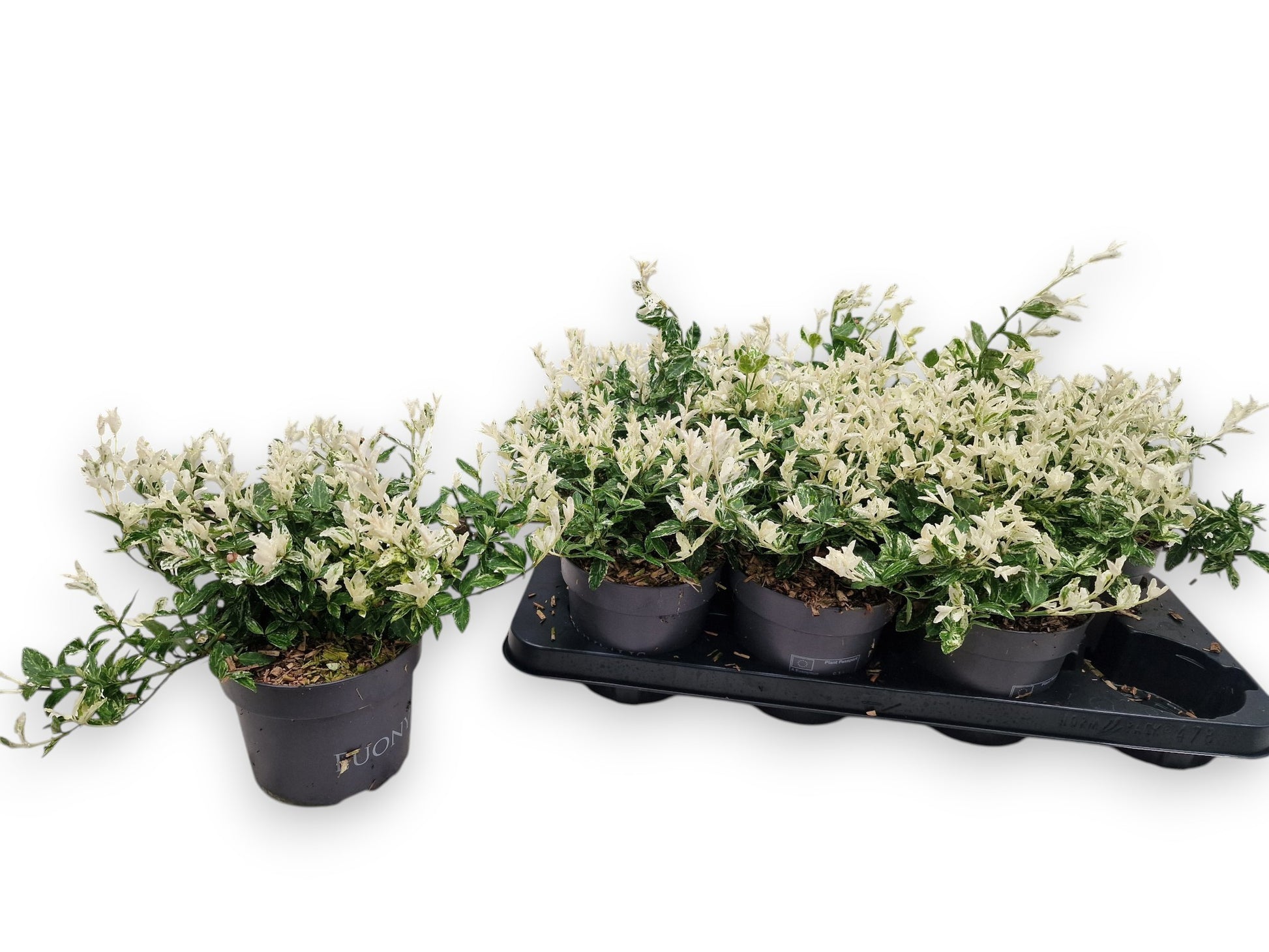 Euonymus Harlequin 30cm 13cm Pot