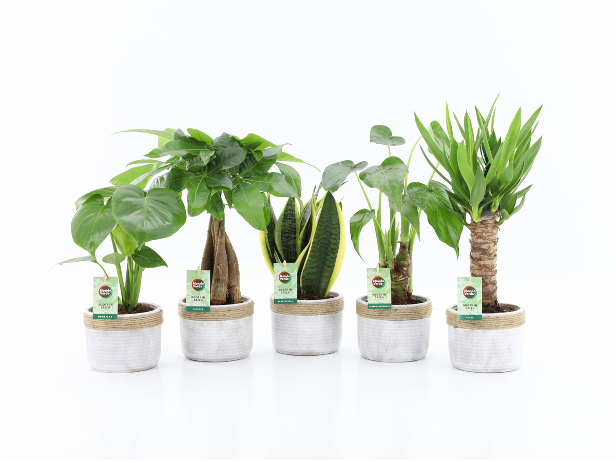 Foliage houseplants mix 35cm 13cm Pot