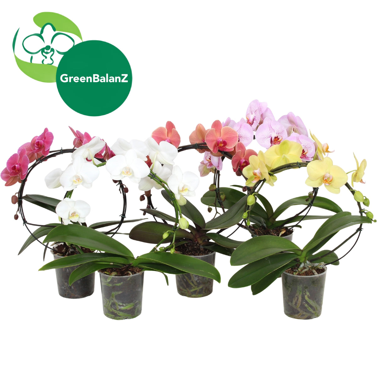 Phalaenopsis GreenbalanZ CircleZ 50cm 12cm Pot