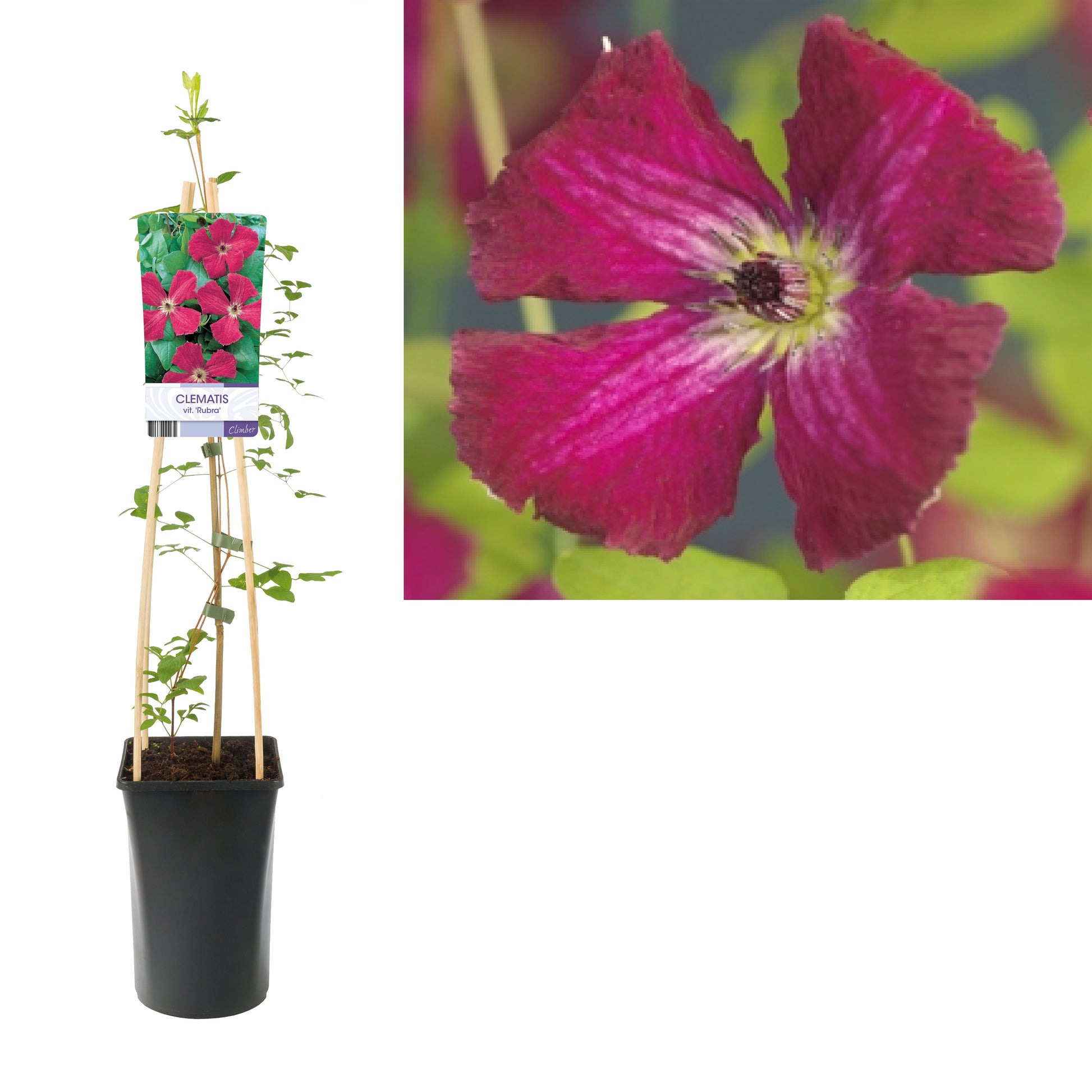 Clematis Rubra 75cm 17cm Pot