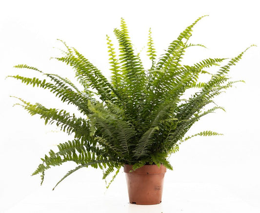 Nephrolepis Green Lady 35cm 12cm Pot