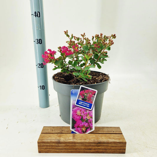 Lagerstroemia indica 30cm 23cm Pot