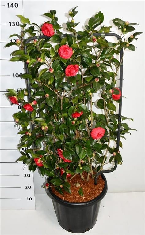 Bloemenkampen BV, Hkw. de Camellia Black Lace Pack of 1