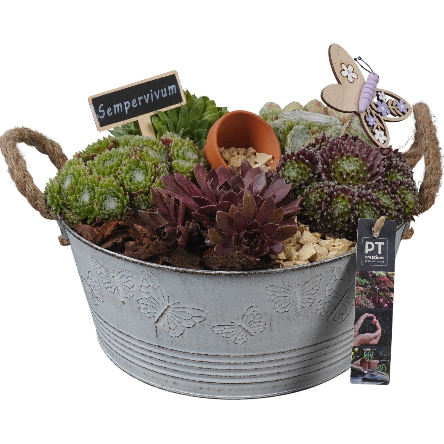 arr. Sempervivum 20cm 27cm Pot