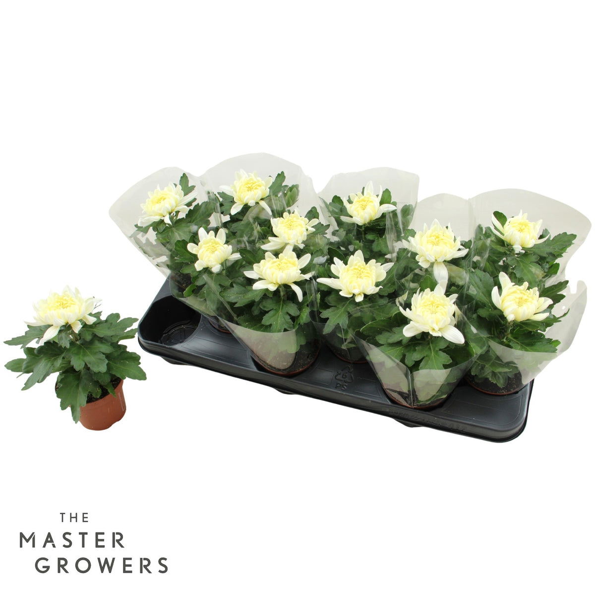 Chrysanthemum Cosmo White 15cm 9cm Pot