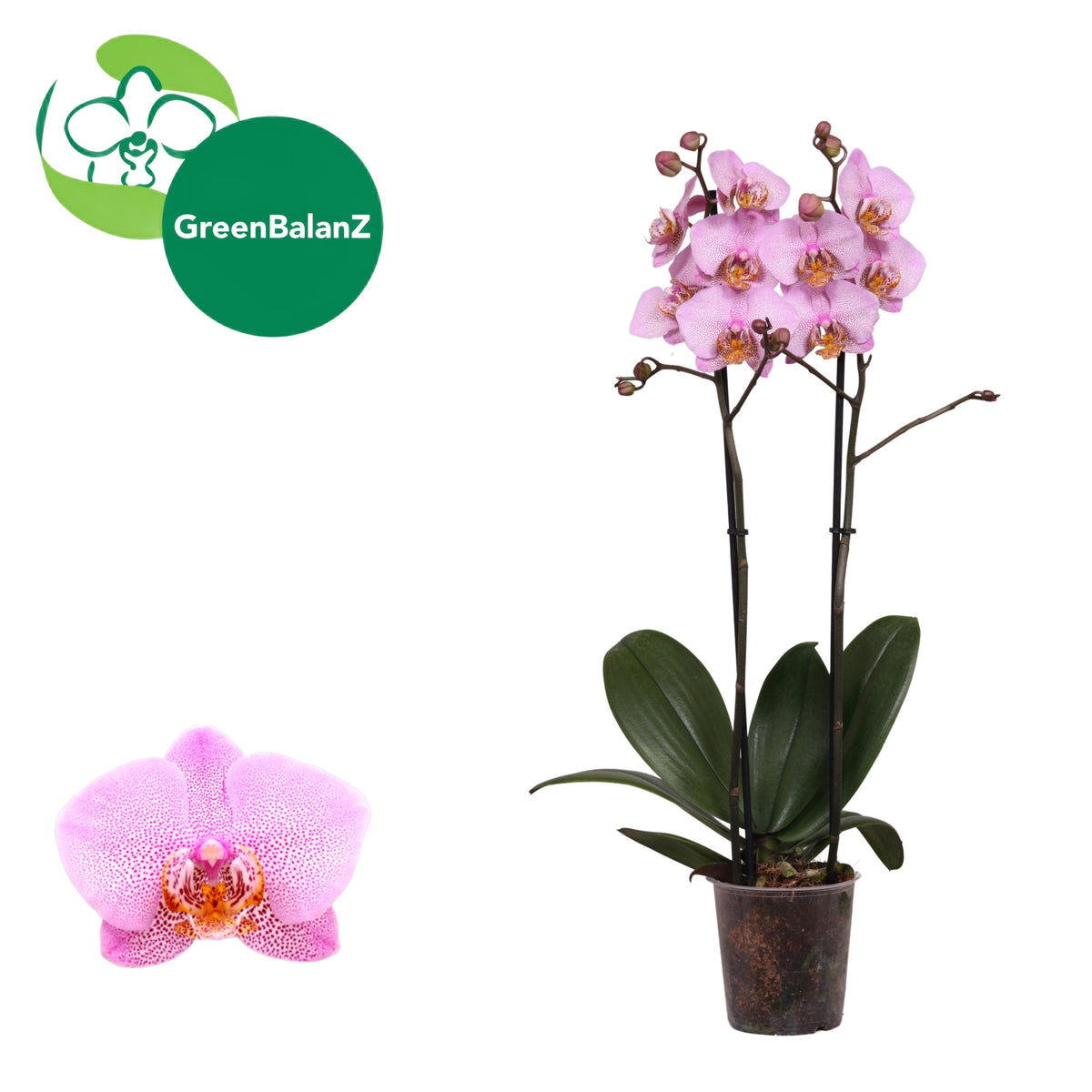 Phalaenopsis Manhattan 65cm 12cm Pot