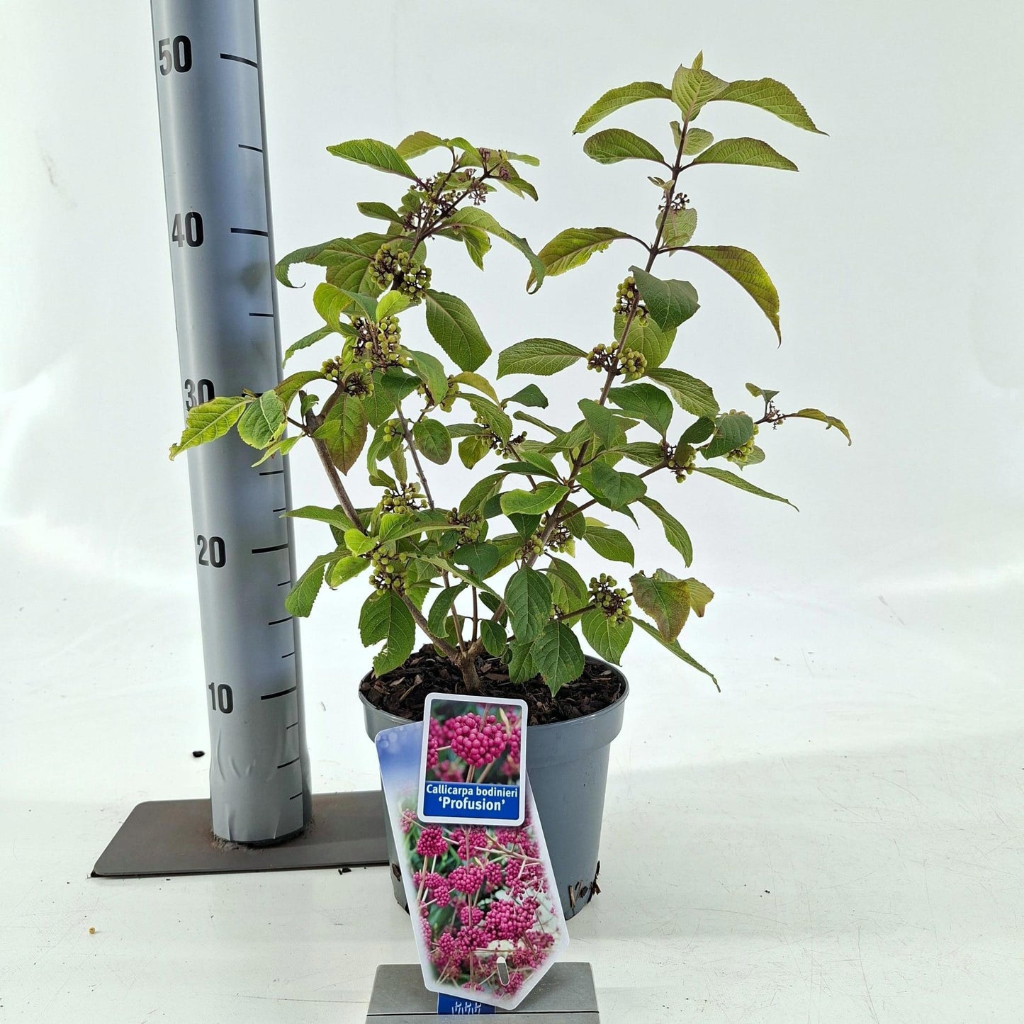 Callicarpa bod. Profusion 45cm 17cm Pot