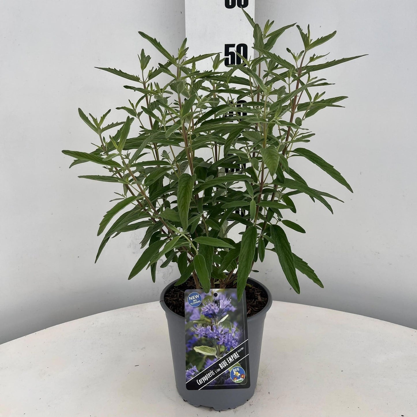 Caryopteris cla. Blue Empire 50cm 17cm Pot
