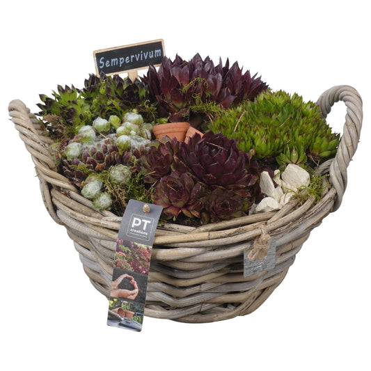 arr. Sempervivum 19cm 28cm Pot