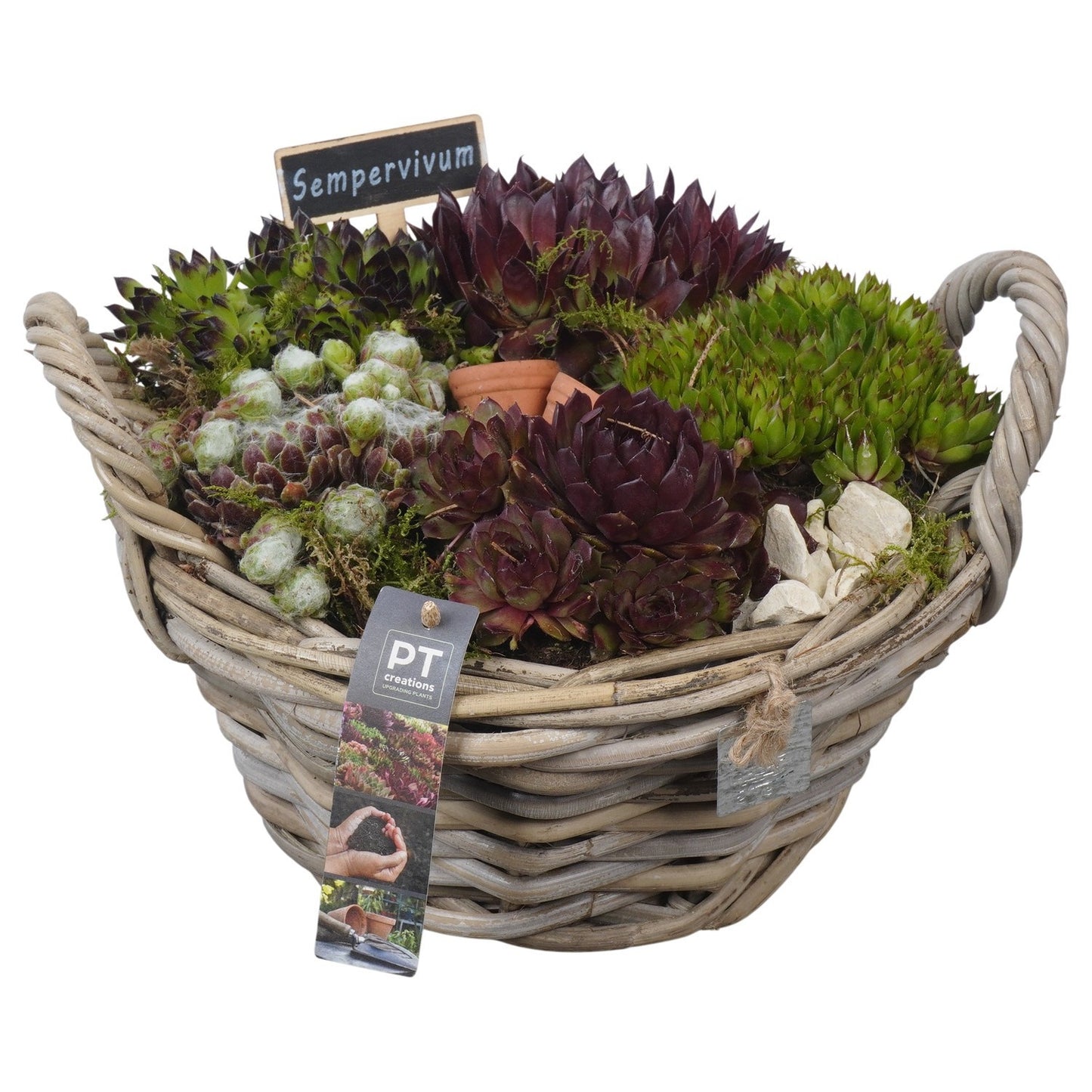 arr. Sempervivum 19cm 28cm Pot
