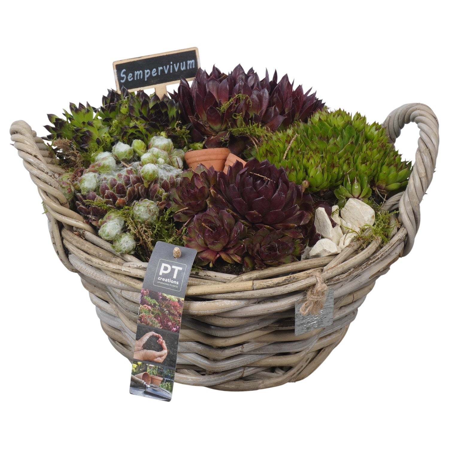 arr. Sempervivum 19cm 28cm Pot