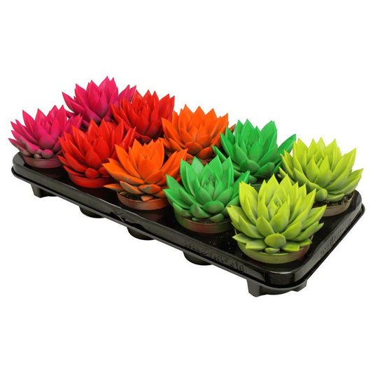 Echeveria colored neon mix 13cm 510cm Pot