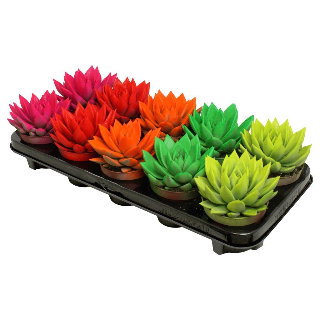 Echeveria colored neon mix 13cm 10.5cm Pot